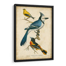 Wilsons Blue Jay - Alexander Wilson | Cuadro decorativo de Canvas Lab