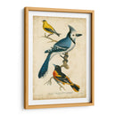 Wilsons Blue Jay - Alexander Wilson | Cuadro decorativo de Canvas Lab