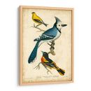 Wilsons Blue Jay - Alexander Wilson | Cuadro decorativo de Canvas Lab