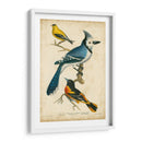 Wilsons Blue Jay - Alexander Wilson | Cuadro decorativo de Canvas Lab