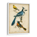 Wilsons Blue Jay - Alexander Wilson | Cuadro decorativo de Canvas Lab