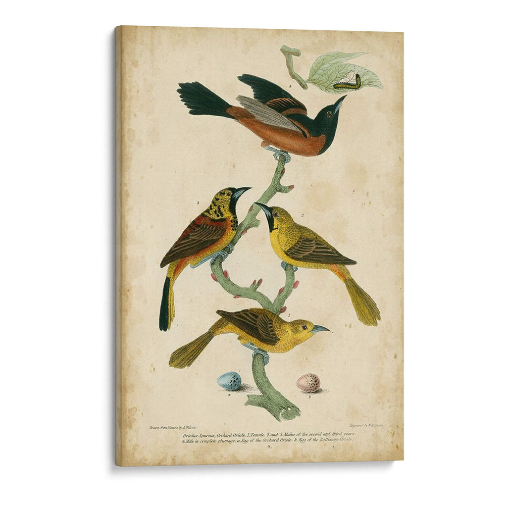 Wilsons Orchard Oriole - Alexander Wilson | Cuadro decorativo de Canvas Lab