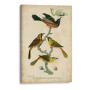 Wilsons Orchard Oriole - Alexander Wilson | Cuadro decorativo de Canvas Lab