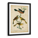 Wilsons Orchard Oriole - Alexander Wilson | Cuadro decorativo de Canvas Lab