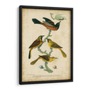 Wilsons Orchard Oriole - Alexander Wilson | Cuadro decorativo de Canvas Lab