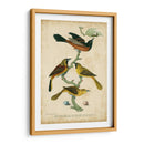 Wilsons Orchard Oriole - Alexander Wilson | Cuadro decorativo de Canvas Lab