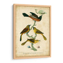 Wilsons Orchard Oriole - Alexander Wilson | Cuadro decorativo de Canvas Lab