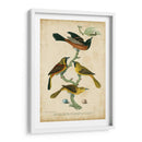 Wilsons Orchard Oriole - Alexander Wilson | Cuadro decorativo de Canvas Lab