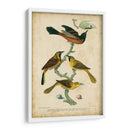 Wilsons Orchard Oriole - Alexander Wilson | Cuadro decorativo de Canvas Lab