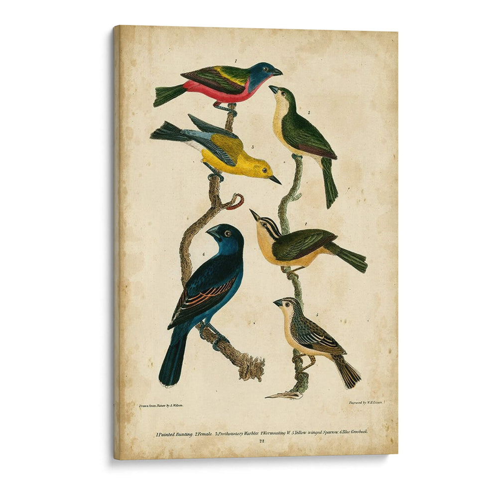 Wilsons Pintó Bunting - Alexander Wilson | Cuadro decorativo de Canvas Lab