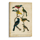 Wilsons Pintó Bunting - Alexander Wilson | Cuadro decorativo de Canvas Lab