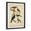 Wilsons Pintó Bunting - Alexander Wilson | Cuadro decorativo de Canvas Lab