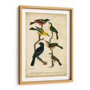 Wilsons Pintó Bunting - Alexander Wilson | Cuadro decorativo de Canvas Lab