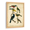 Wilsons Pintó Bunting - Alexander Wilson | Cuadro decorativo de Canvas Lab