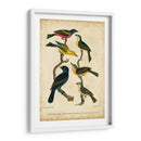 Wilsons Pintó Bunting - Alexander Wilson | Cuadro decorativo de Canvas Lab