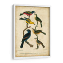 Wilsons Pintó Bunting - Alexander Wilson | Cuadro decorativo de Canvas Lab