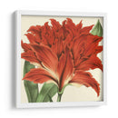 Visión Tropical V - Vision Studio | Cuadro decorativo de Canvas Lab