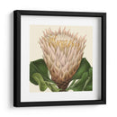 Visión Tropical Vi - Vision Studio | Cuadro decorativo de Canvas Lab