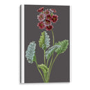 Variedades De Jardín De Medianoche Vi - Vision Studio | Cuadro decorativo de Canvas Lab