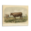 Vache De Devon - Stellar Design Studio | Cuadro decorativo de Canvas Lab
