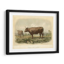 Vache De Devon - Stellar Design Studio | Cuadro decorativo de Canvas Lab