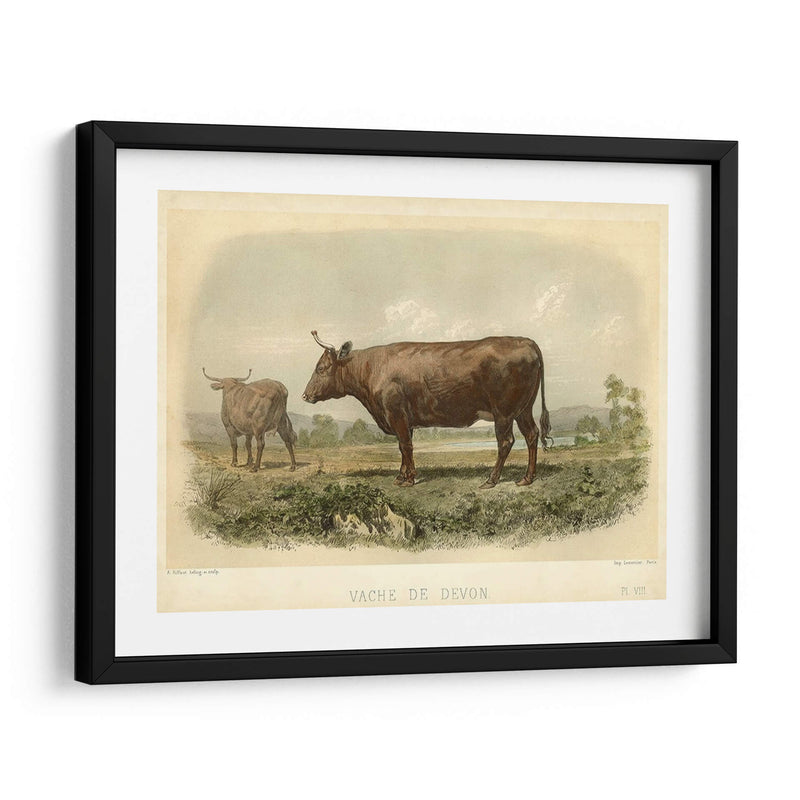 Vache De Devon - Stellar Design Studio | Cuadro decorativo de Canvas Lab