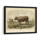 Vache De Devon - Stellar Design Studio | Cuadro decorativo de Canvas Lab