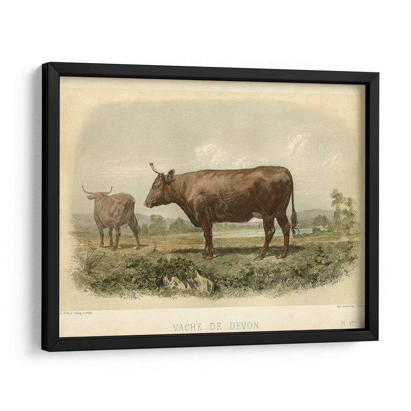 Vache De Devon - Stellar Design Studio | Cuadro decorativo de Canvas Lab