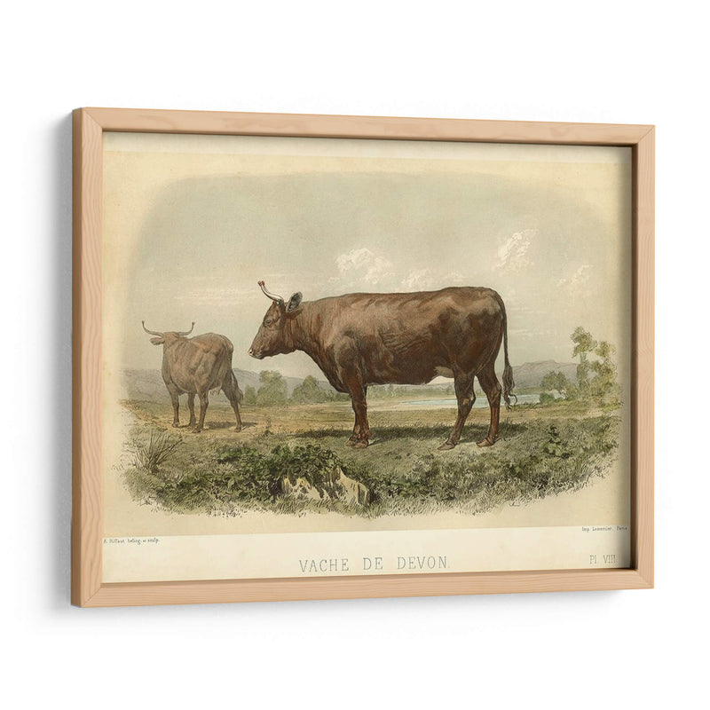 Vache De Devon - Stellar Design Studio | Cuadro decorativo de Canvas Lab