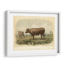 Vache De Devon - Stellar Design Studio | Cuadro decorativo de Canvas Lab
