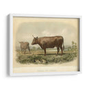 Vache De Devon - Stellar Design Studio | Cuadro decorativo de Canvas Lab