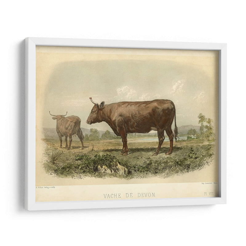 Vache De Devon - Stellar Design Studio | Cuadro decorativo de Canvas Lab
