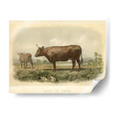 Vache De Devon - Stellar Design Studio | Cuadro decorativo de Canvas Lab