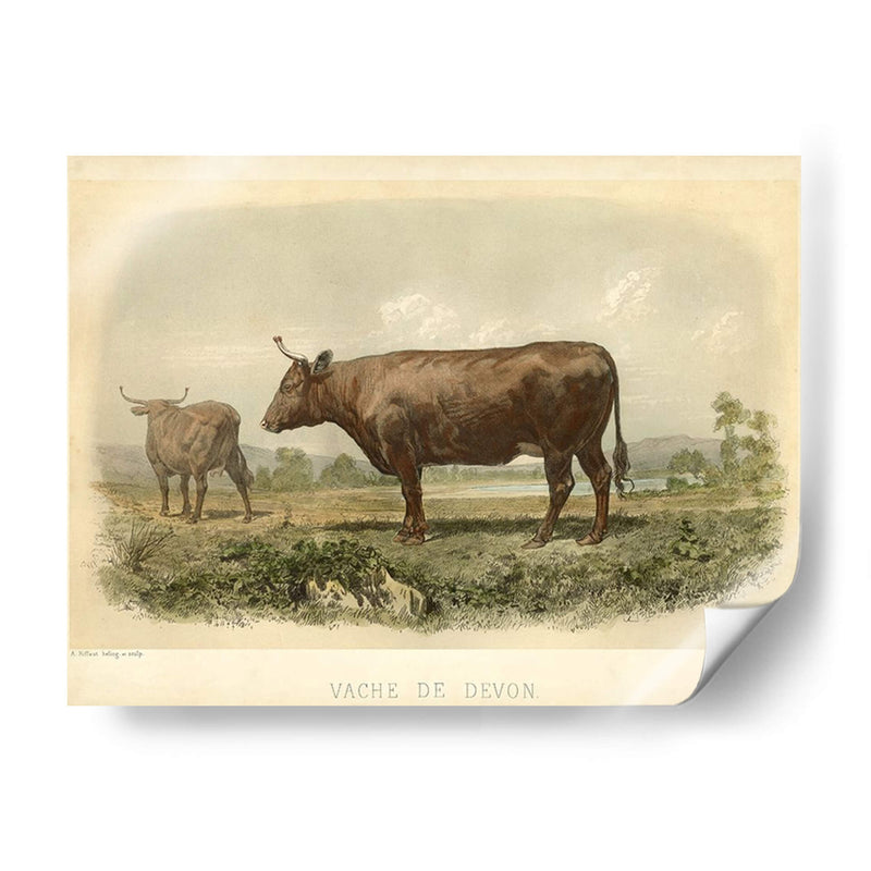 Vache De Devon - Stellar Design Studio | Cuadro decorativo de Canvas Lab