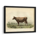 Vache D Angeln - Stellar Design Studio | Cuadro decorativo de Canvas Lab