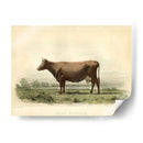 Vache D Angeln - Stellar Design Studio | Cuadro decorativo de Canvas Lab