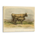 Vache De Salers - Stellar Design Studio | Cuadro decorativo de Canvas Lab