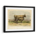 Vache De Salers - Stellar Design Studio | Cuadro decorativo de Canvas Lab