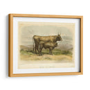 Vache De Salers - Stellar Design Studio | Cuadro decorativo de Canvas Lab