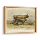Vache De Salers - Stellar Design Studio | Cuadro decorativo de Canvas Lab