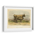 Vache De Salers - Stellar Design Studio | Cuadro decorativo de Canvas Lab