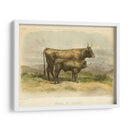 Vache De Salers - Stellar Design Studio | Cuadro decorativo de Canvas Lab