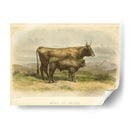 Vache De Salers - Stellar Design Studio | Cuadro decorativo de Canvas Lab