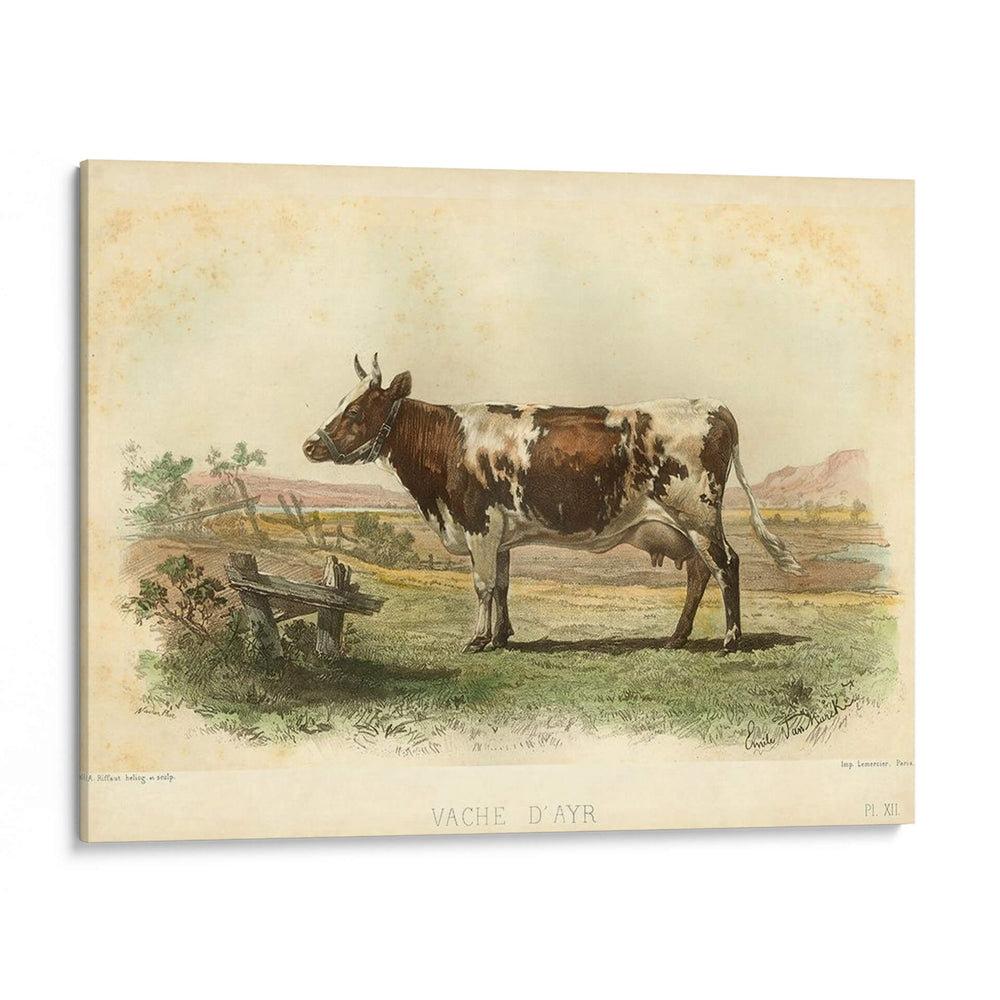 Vache D Ayr - Stellar Design Studio | Cuadro decorativo de Canvas Lab