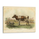 Vache D Ayr - Stellar Design Studio | Cuadro decorativo de Canvas Lab
