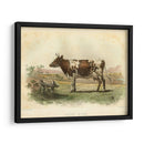 Vache D Ayr - Stellar Design Studio | Cuadro decorativo de Canvas Lab