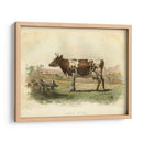 Vache D Ayr - Stellar Design Studio | Cuadro decorativo de Canvas Lab