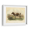 Vache D Ayr - Stellar Design Studio | Cuadro decorativo de Canvas Lab