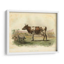 Vache D Ayr - Stellar Design Studio | Cuadro decorativo de Canvas Lab