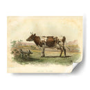 Vache D Ayr - Stellar Design Studio | Cuadro decorativo de Canvas Lab